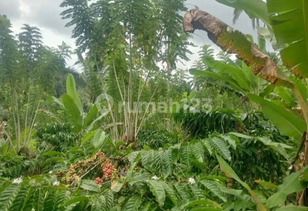 Buc!! Dijual Tanah Kebun Kopi Murah Dekat Objek Wisata Air Terjun 71,5 Are - Desa Angkah, Selemadeg Barat, Tabanan Bali - Image 4 of 4