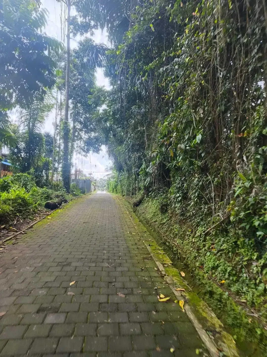 Tanah View Alam Ubud Bisa Ambil 600m2 - Image 10 of 10
