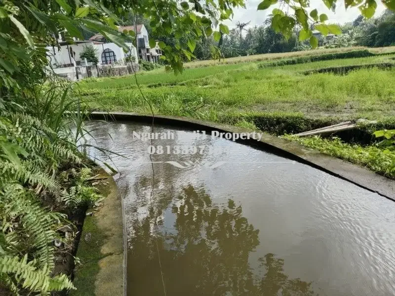 BUC Disewakan Tanah Murah Luas 2450 m2 View Sawah dan Sungai di Ubud - Image 4 of 6
