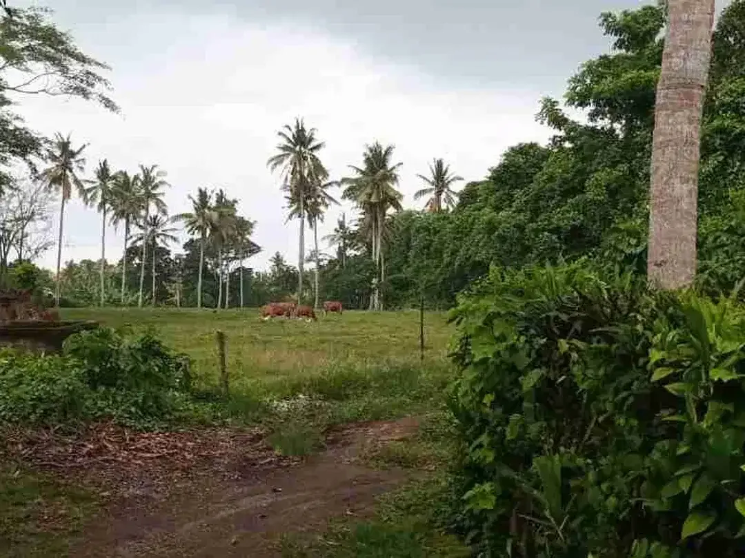 Dekat Pantai Pasut! Lahan Komersial 800m² Harga Menarik - Image 4 of 10