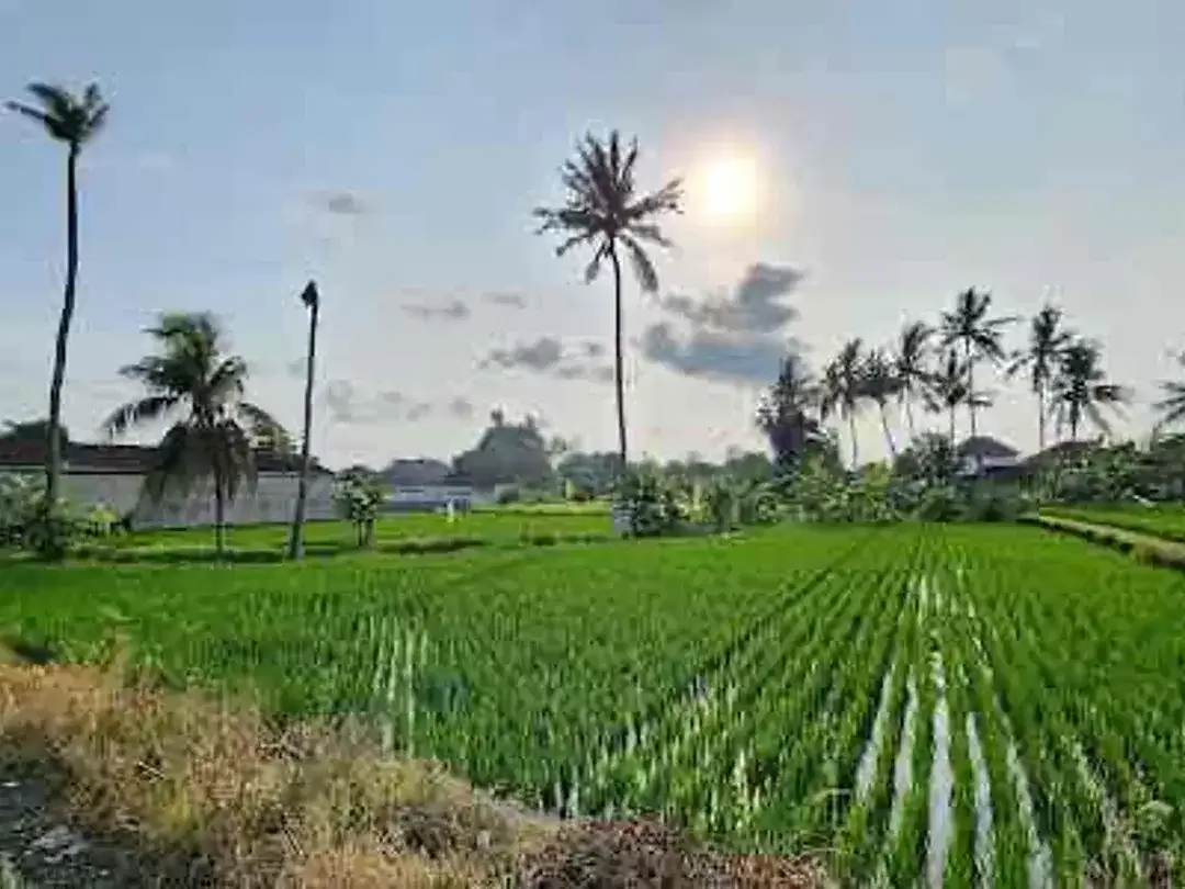 Dijual Rumah Indent Di Daerah Siulan Denpasar - Image 6 of 10