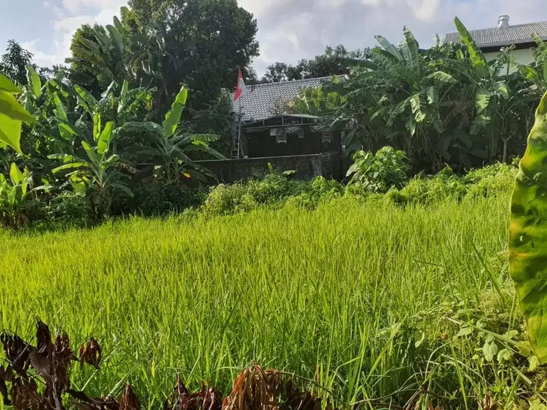 Leasehold - Rare Opportunity! 10 Are Land in prime area, Canggu, Bali - Image 2 of 8