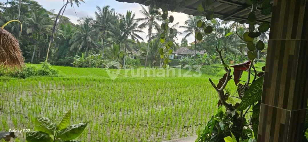 villa good rice view for rent - Image 2 of 4