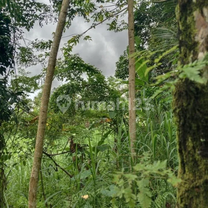 Dijual Tanah Kebun Luas Los Sungai di Area@Ubud Utara - Image 2 of 4