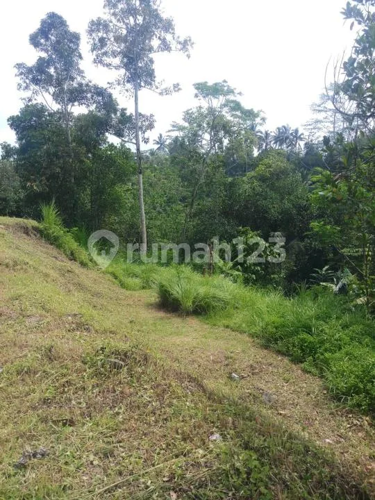 Bu! Tanah Murah Dijual di Baturiti Bedugul- 25,9 Are - Nego Sampai Jadi - Cuma Rp 984,2 Juta - Image 2 of 4