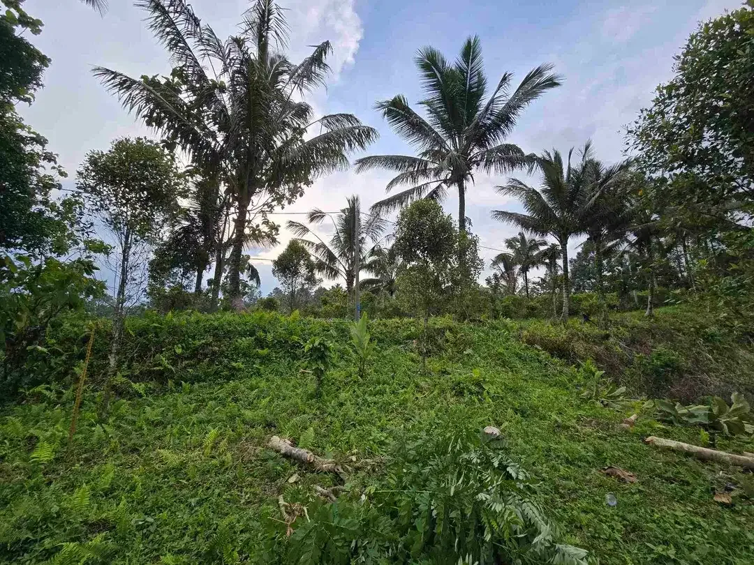 Dijual tanah kosong murah di tabanan bali - Image 2 of 10