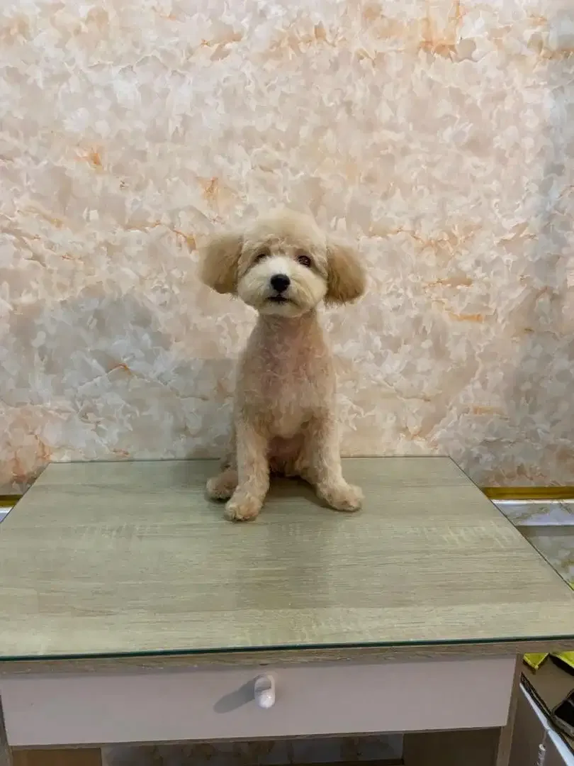 JSS Pet grooming  salon - Image 1 of 9