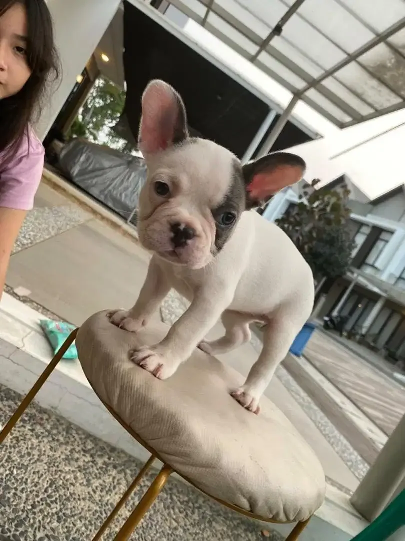 French Bulldog (Pied) - Image 1 of 1