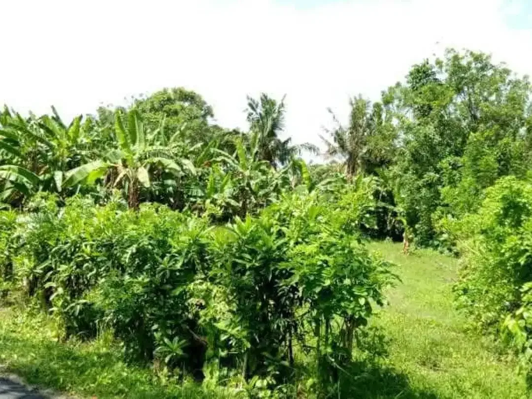 Freehold - Land Near Balian Beach, Bali Only 200m to Shore - Image 2 of 4