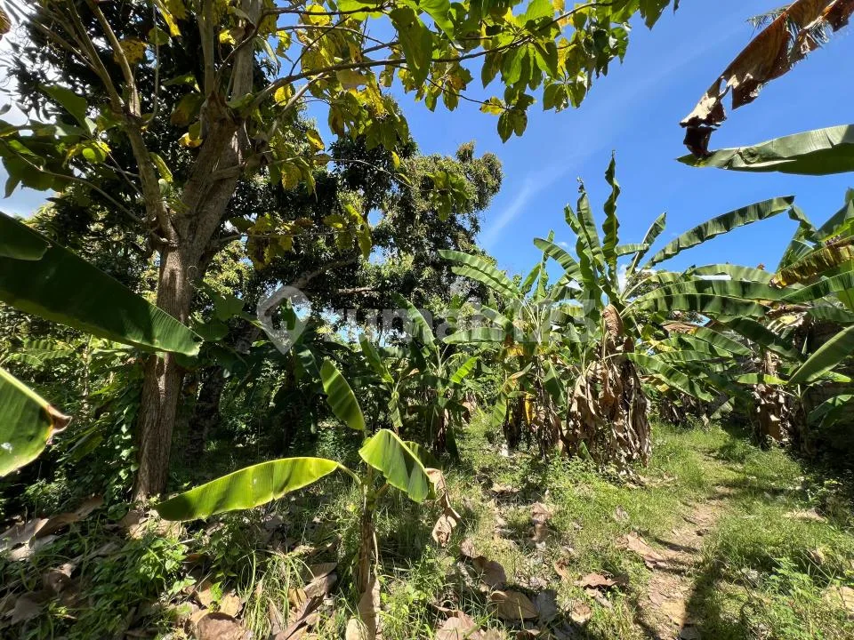 Strategic 400 MÂ² Land In Lovina Growing Market - Image 3 of 4