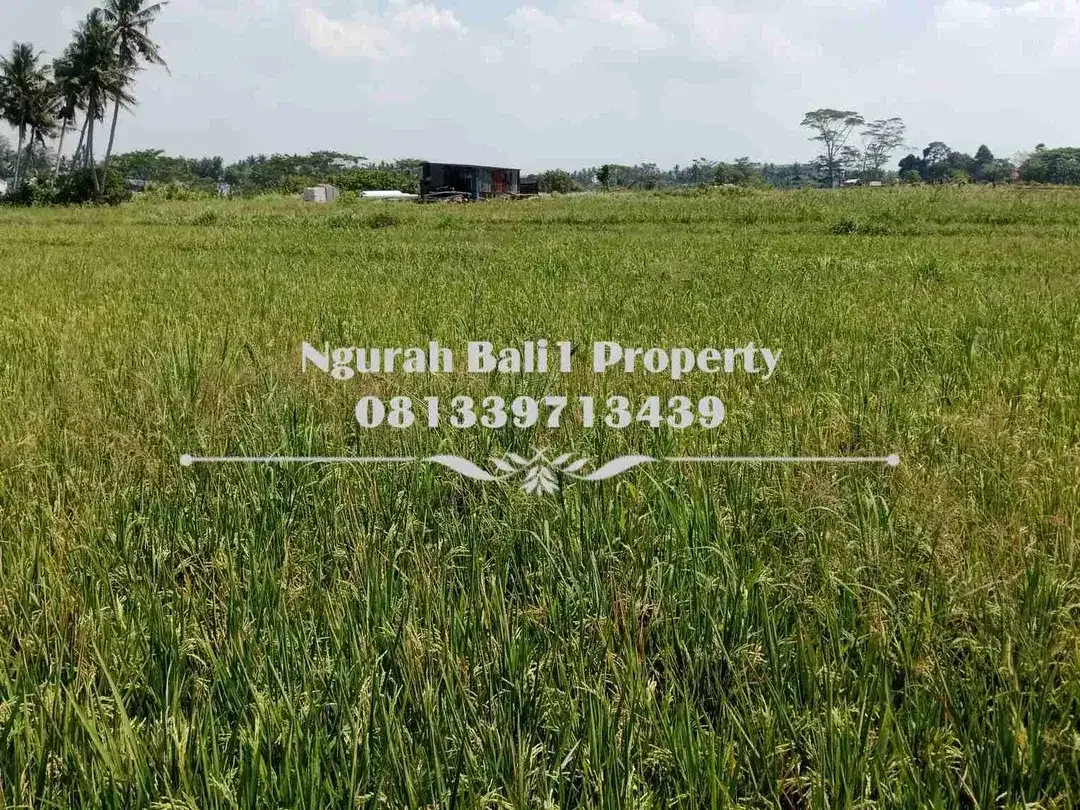 Dijual Tanah Murah Luas 3 Are View Sawah Kawasan Villa di Mas Ubud - Image 4 of 6