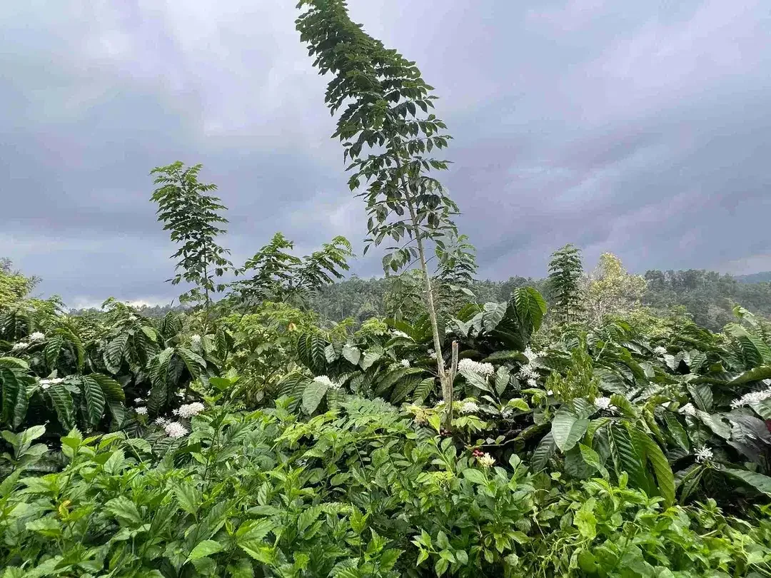 Dijual kebun kopi produktif siap panen harga murah view bagus di tabanan bali - Image 6 of 10