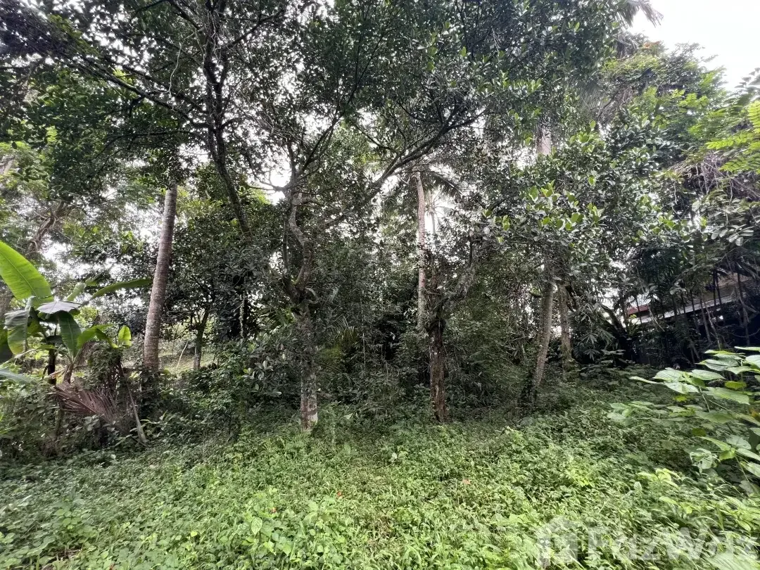 Land for sale in Ubud, Bali - Image 3 of 5