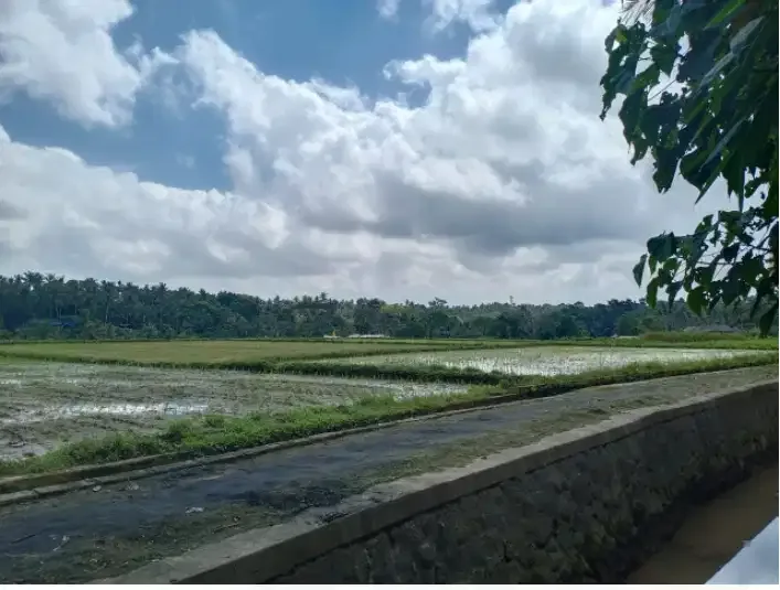 Land Murah 700 sqm at Semana, Ubud - Image 3 of 5