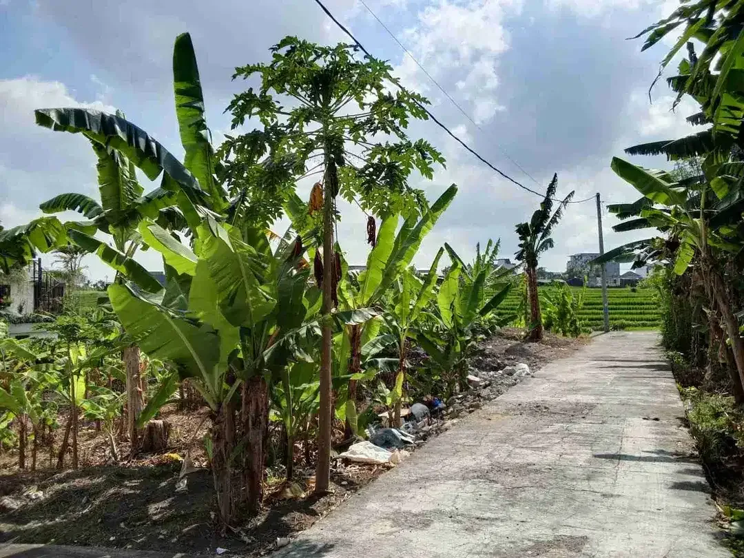 DIJUAL CEPAT TANAH 310m² Jl.TUMBAK BAYU PERERENAN BADUNG BALI. - Image 5 of 10