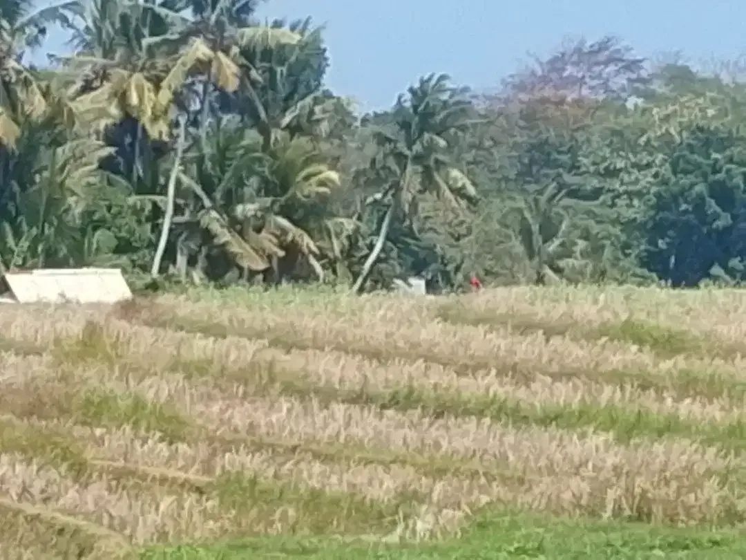 DIJUAL TANAH STRATEGIS – ANTAP, SELEMADEG, TABANAN - Image 3 of 8
