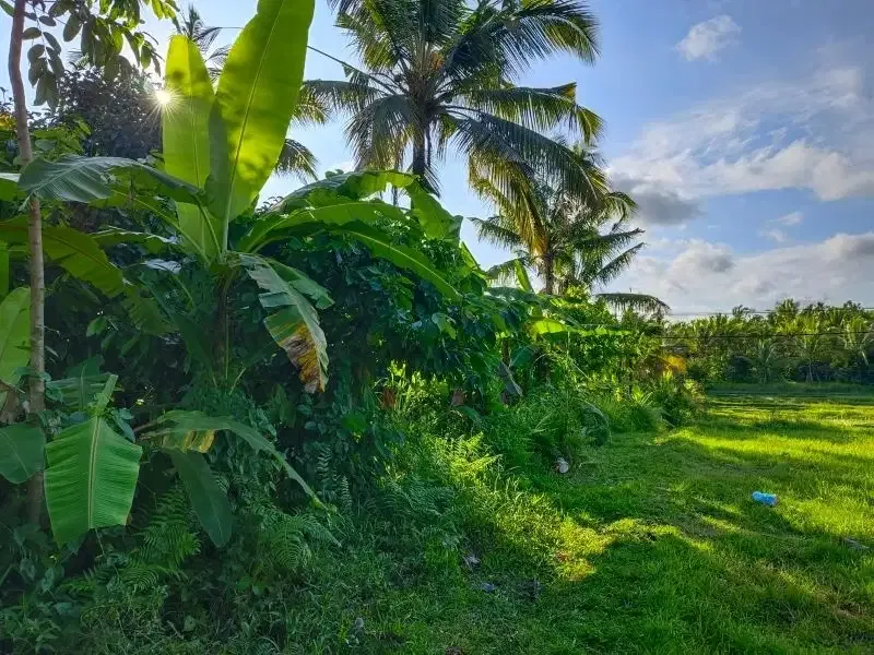 tanah murah datar view sawah akse s jalan propinsi di bali - Image 5 of 10