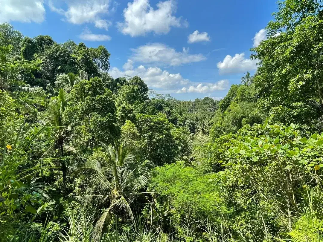 Leasehold land 8857 Sqm In Great Location Ubud - Image 1 of 10