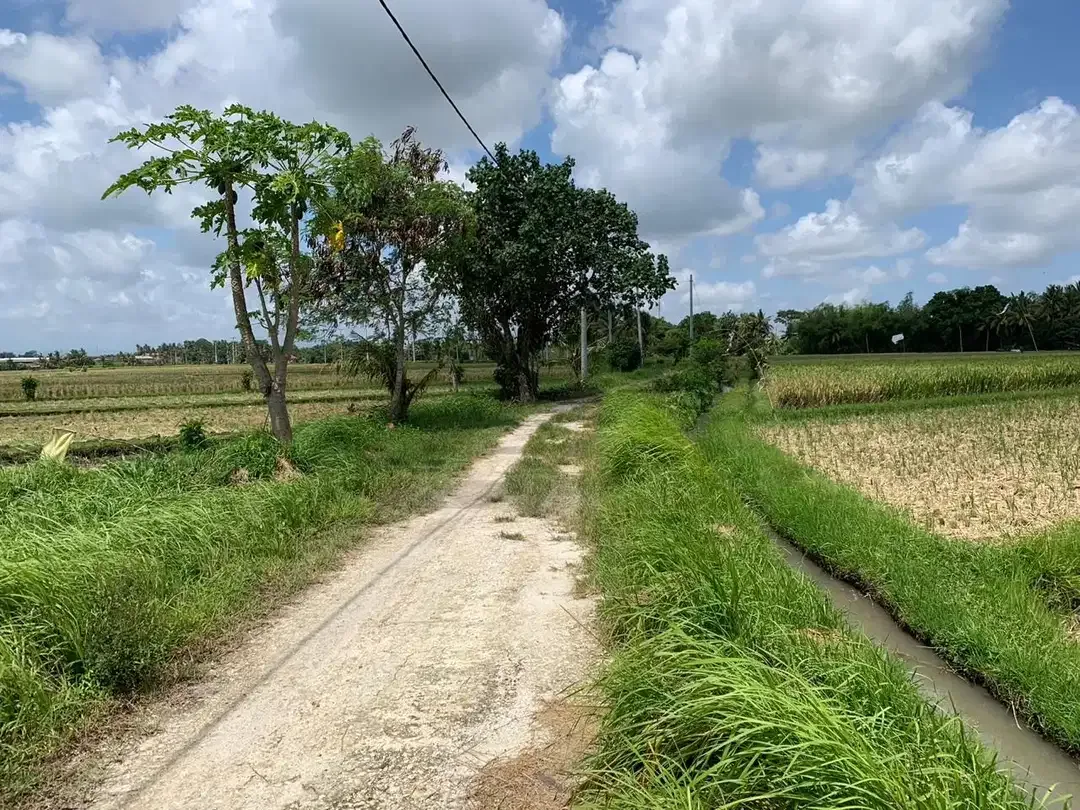 TANAH SANGAT LUAS DENGAN VIEW SAWAH LOKASI KEDIRI TABANAN - Image 5 of 9