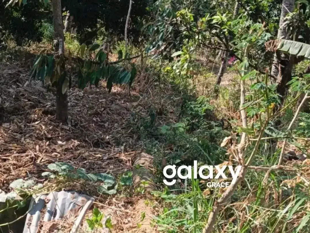 DIJUAL TANAH DI KUBUTAMBAHAN BULELENG - Image 4 of 6