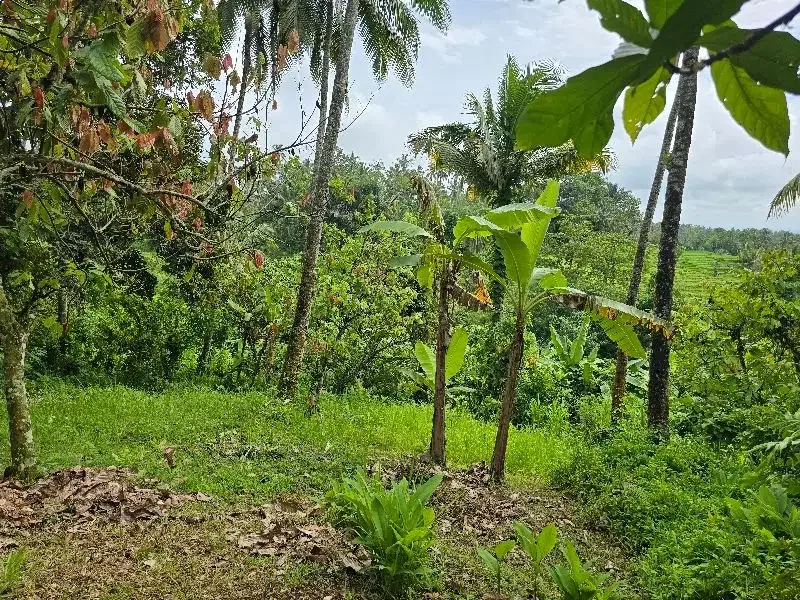 DIJUAL TANAH KEBUN  view sawah terasering di penebel tabanan bali - Image 2 of 9