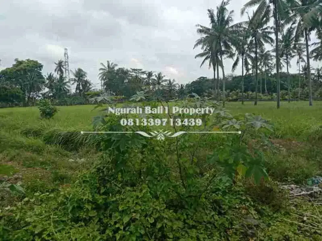 BUC Dijual Tanah Murah Luas 500 m2 Kawasan Villa di Lodtunduh Ubud - Image 4 of 4