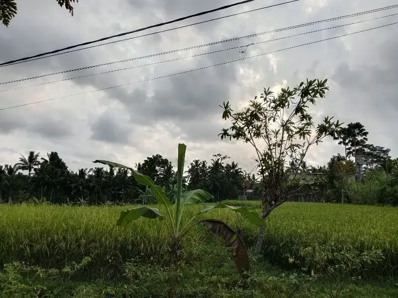 DISEWAKAN TANAH LOKASI UBUD LINGKUNGAN VILLA VIEW SAWAH - Image 6 of 7