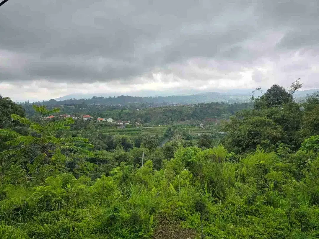 kebun dengan view gunung dan sawah penuh panorama - Image 7 of 9