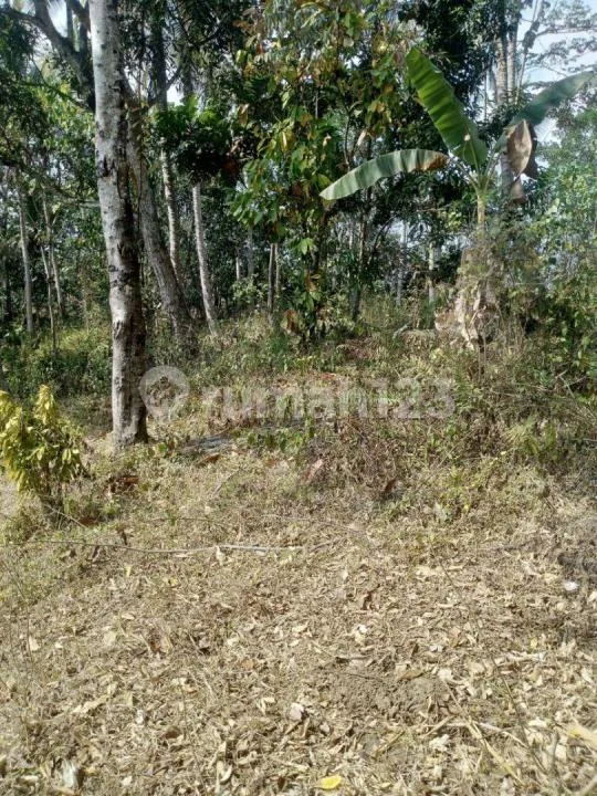 Jual Cepat Tanah Murah di Kota Negara Bb Agung Dekat Alun Alum Kota Tabanan Murah - Image 3 of 4