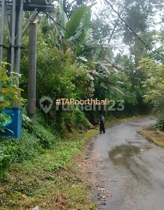 5 Ha Pinggir Jalan Aspal Untuk Investasi Lemukih Buleleng Bali - Image 3 of 4