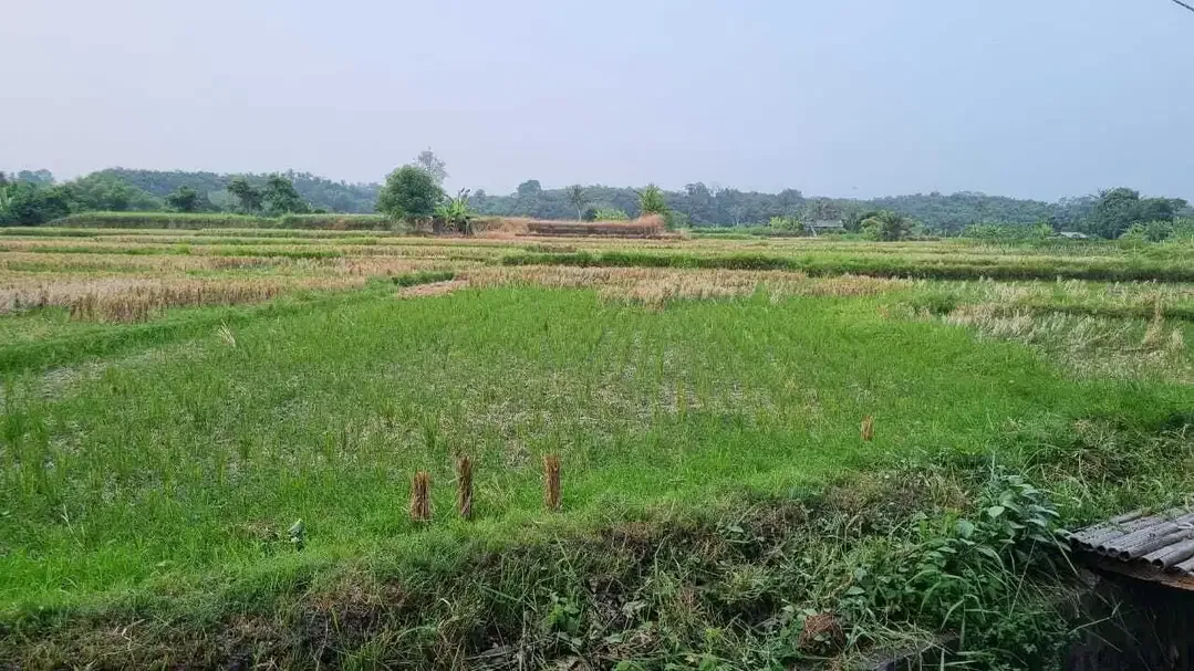Tanah Murah Di Jalan Utama Bypass Ida Bagus Mantra Lebih Gianyar - Image 10 of 10