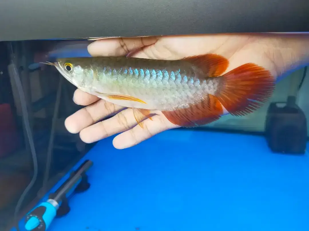 Arwana / Arowana Super Red Short Body Kalimantan - Image 3 of 6