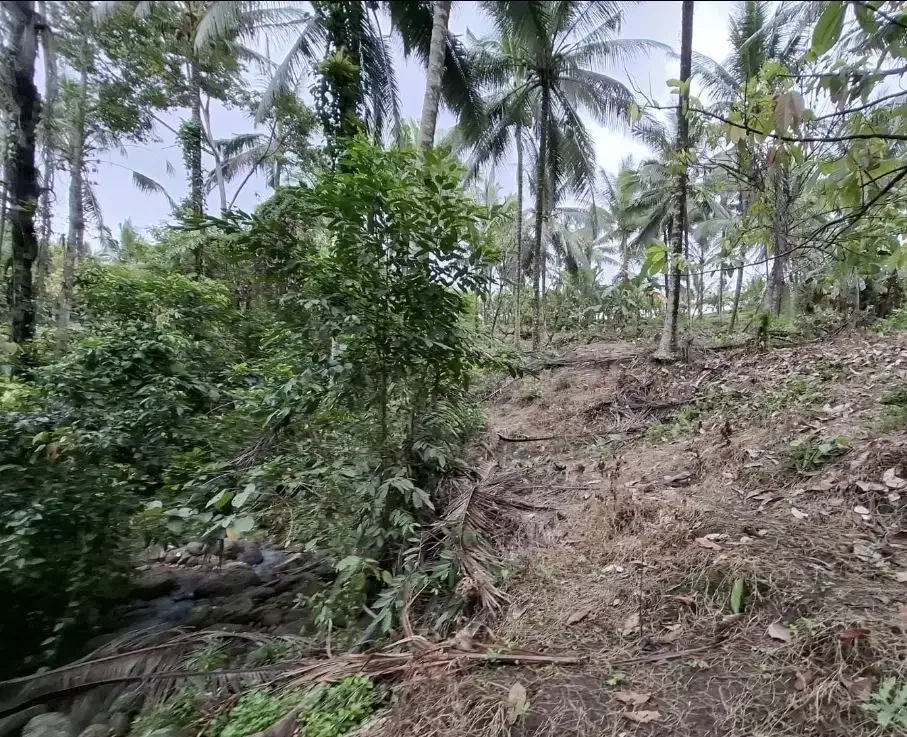 Dijual tanah kebun murah view sawah dan los sungai kecil di tabanan - Image 4 of 8