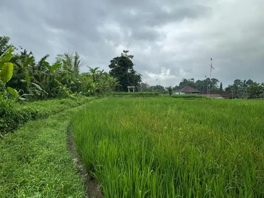 DIJUAL – Tanah Premium di Tegalalang dengan View Sawah & Pegunungan - Image 5 of 10