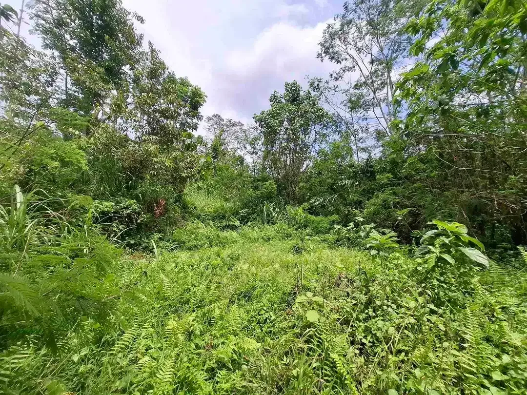 tanah view sawah dan gunung akses jalan aspal didaerah wisata angsri - Image 5 of 10