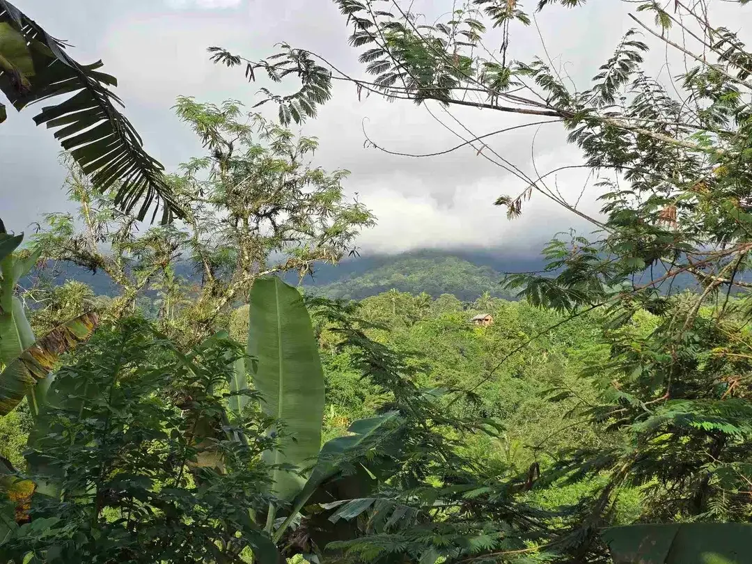 Dijual tanah view lembah dan gunung di tabanan bali - Image 2 of 10