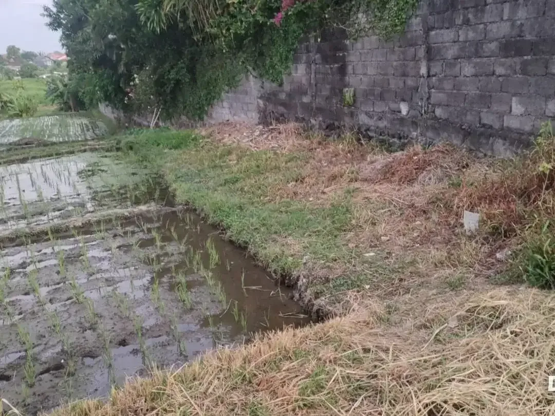 DISEWAKAN 10 TAHUN — TANAH 4,8 ARE DI VETERAN CANGGU – BUDUK - Image 3 of 4