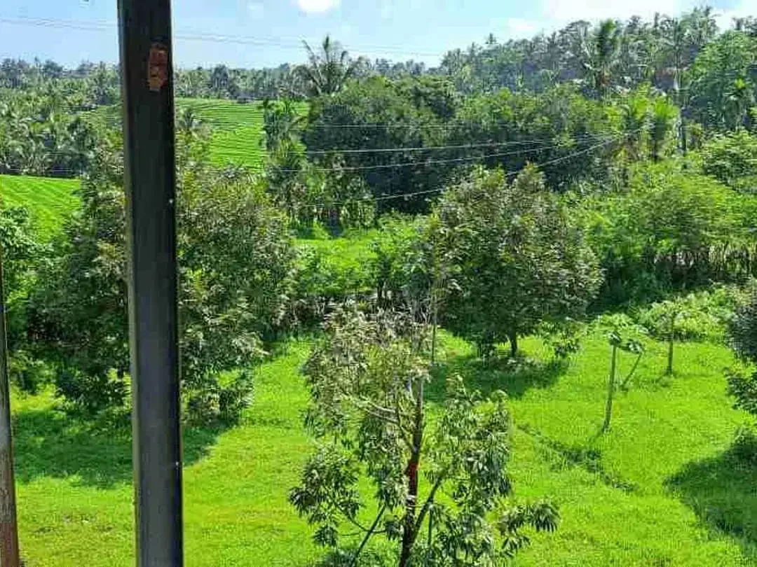 dijual Tanah Kebun Durian, Tabanan, Bali - Image 10 of 10