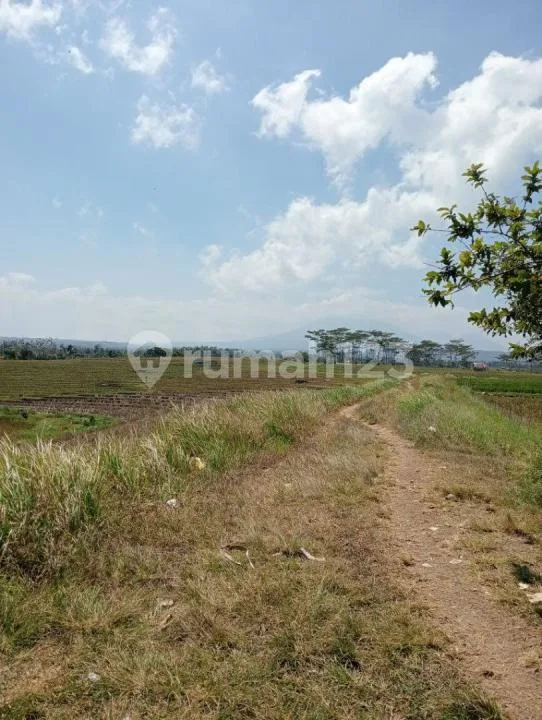 Jual Tanah Sawah Murah di Tabanan View Gunung dan Laut - Image 2 of 4