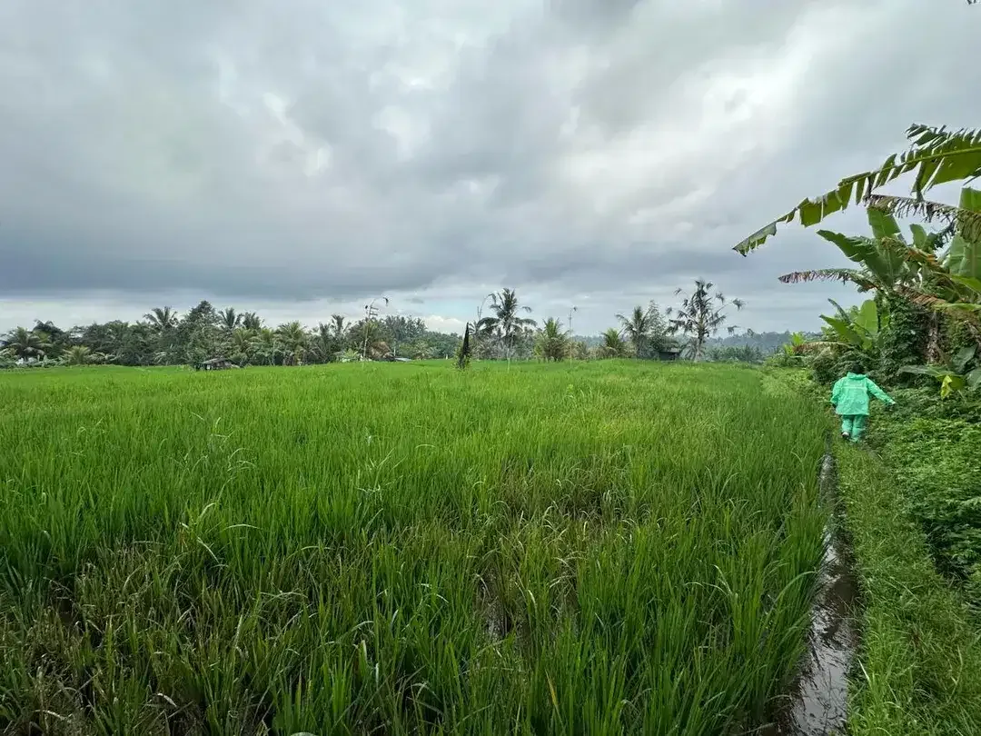 DIJUAL – Tanah Premium di Tegalalang dengan View Sawah & Pegunungan - Image 7 of 10