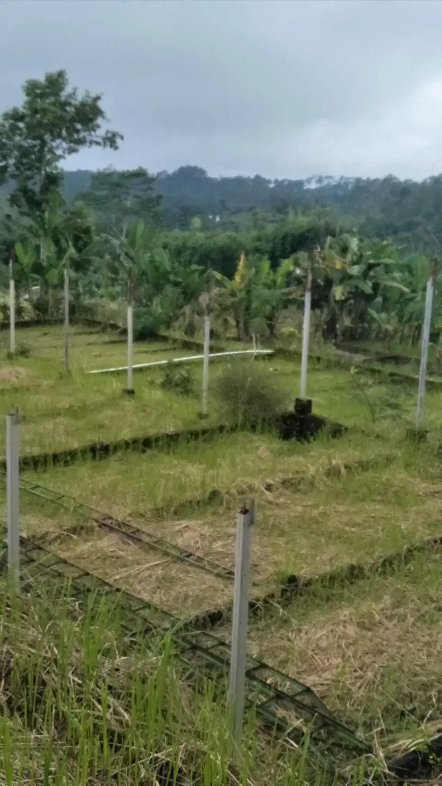 Dijual kandang babi kapasitas 300 di Kintamani Bali - Image 3 of 6