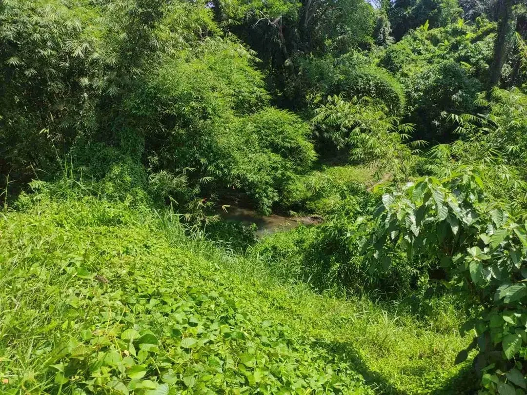 SALE!! TANAH SIAP BANGUN 6,76 HA KETEWEL IDA BAGUS MANTRA - Image 3 of 10