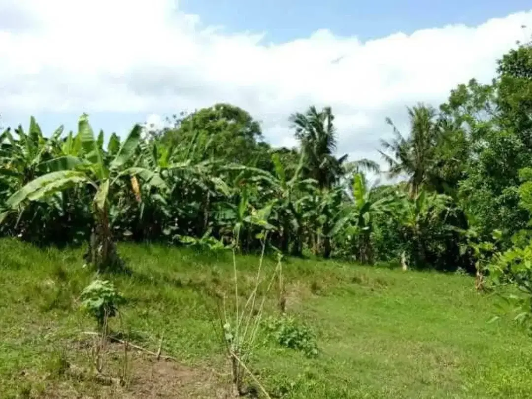 Freehold - Land Near Balian Beach, Bali Only 200m to Shore - Image 1 of 4