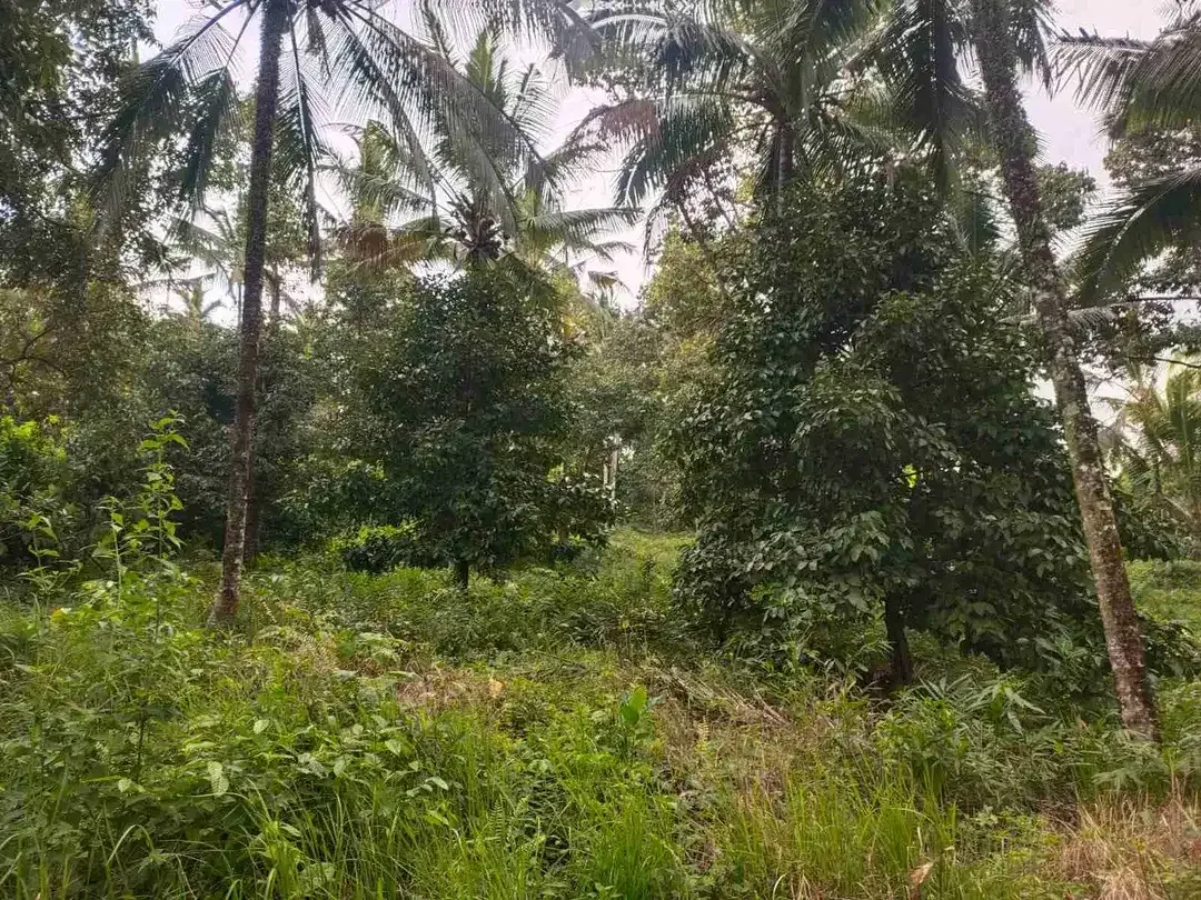 jual tanah kebun view air terjun kawasan villa di tabanan bali. - Image 10 of 10