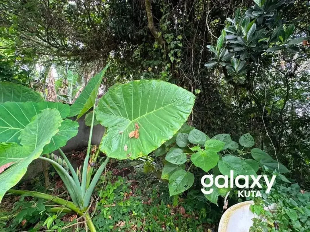 DIJUAL TANAH JUNGLE VIEW DEKAT RS SANJIWANI DI BITERA GIANYAR - Image 6 of 10