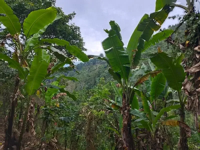 Dijual tanah murah los sungai dan view lembah dan bukit di bali - Image 3 of 10