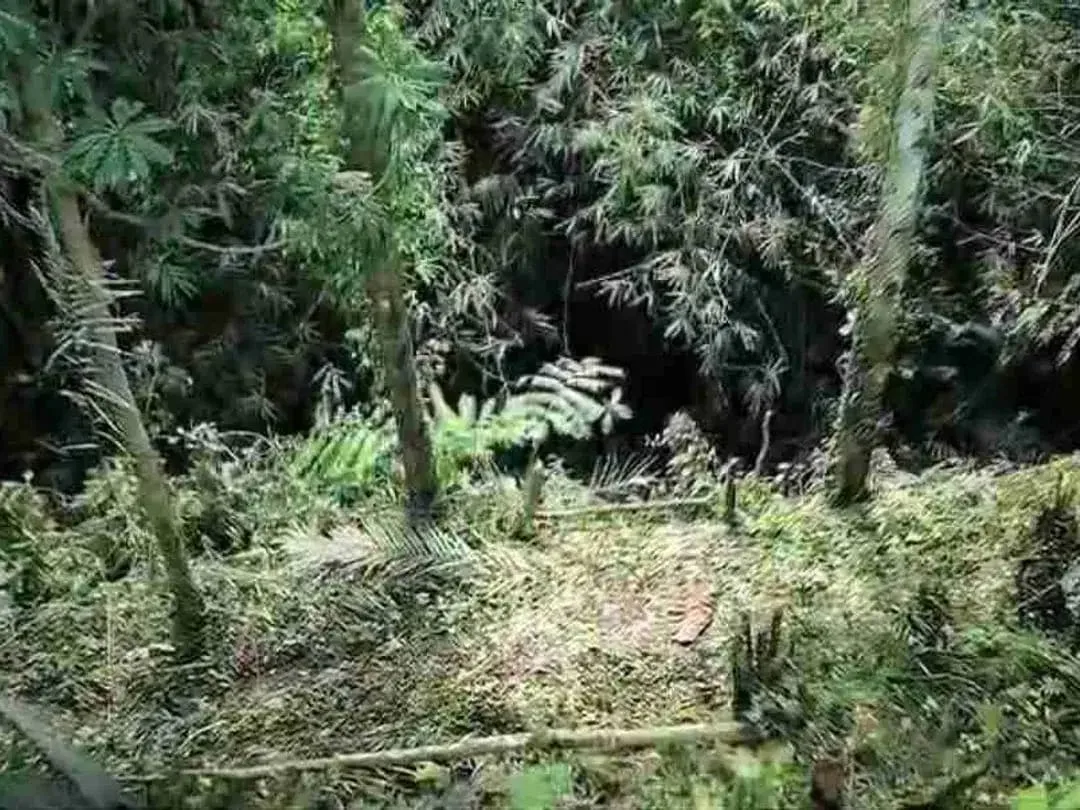 Tanah Murah Los Sungai Zona Kenderan Tegalalang Ubud Bali - Image 9 of 10