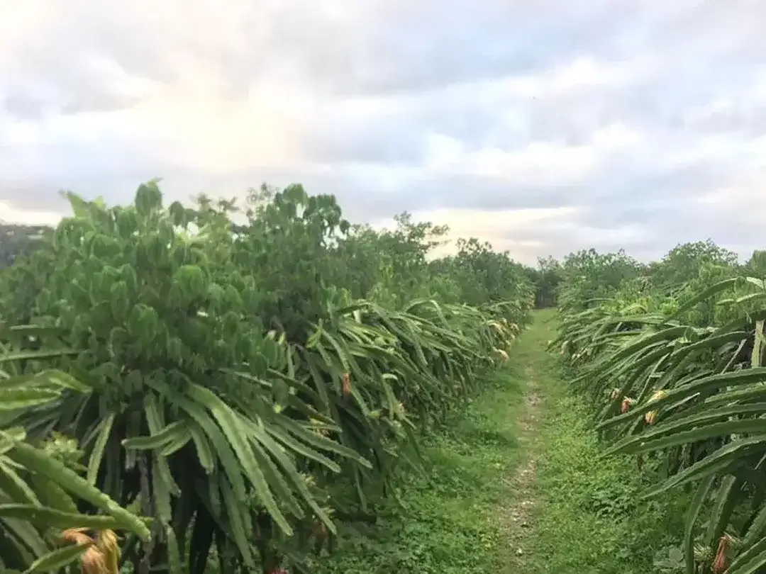 RARE 2,450 Sqm Freehold Land for Sale With Views Of Rice Field - Image 6 of 7