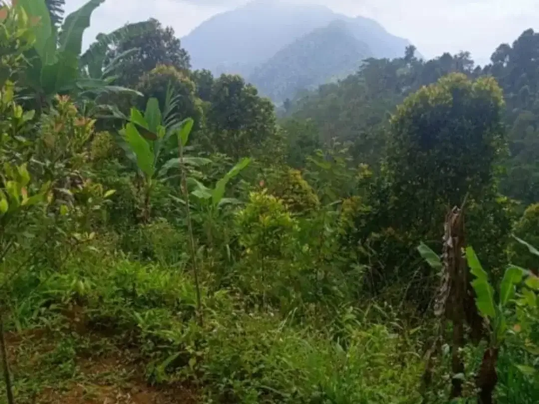 TANAH LUAS DI KAWASAN WISATA BARU BALI UTARA BULELENG - Image 2 of 10
