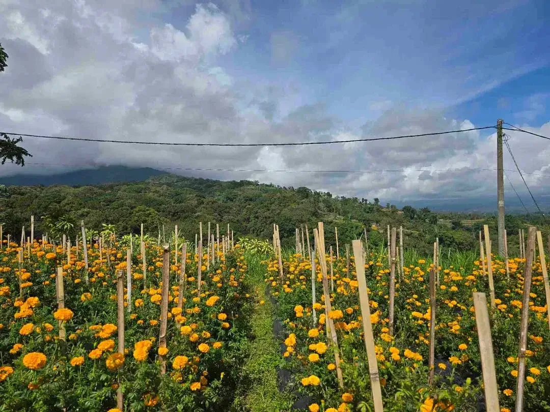 Dijual tanah murah view istimewa gunung lembah dan perkotaan di bedugul bali - Image 4 of 10
